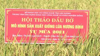 Video: Hội thảo đầu bờ giống lúa hương bình mang lại hiệu quả kinh tế cao