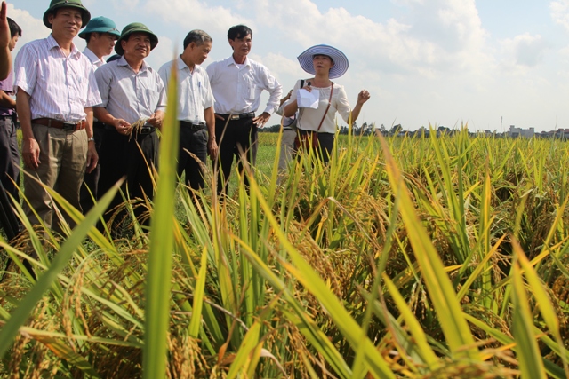 Huyện Thanh Miện: Ứng dụng đồng bộ tiến bộ kỹ thuật trong sản xuất lúa cho thu lãi 17 triệu đồng/ha