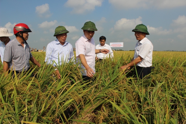 Mô hình cánh đồng mẫu lớn tiết kiệm chi phí sản xuất lúa