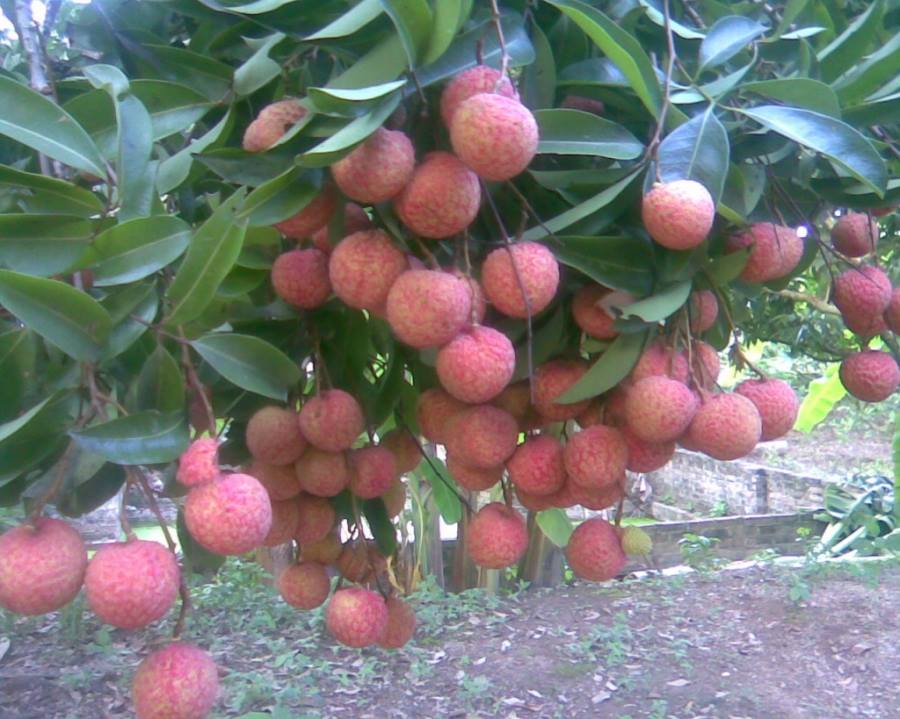 Vải thiều Thanh Hà lọt top 