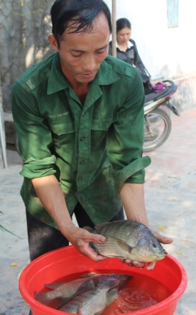 Mô hình nuôi cá rô phi lai xa cho thu lãi trên 90 triệu đồng/ha