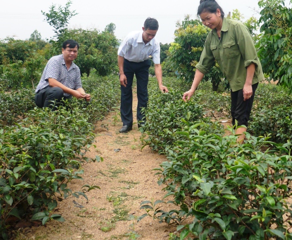 Nghiệm thu đề tài Xây dựng mô hình ứng dụng và phát triển một số giống chè mới tại thị xã Chí Linh