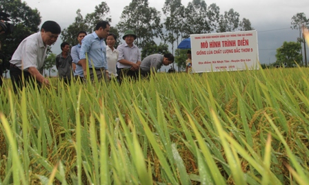 Hội thảo đánh giá kết quả xây dựng mô hình trình diễn giống lúa Bắc thơm số 9