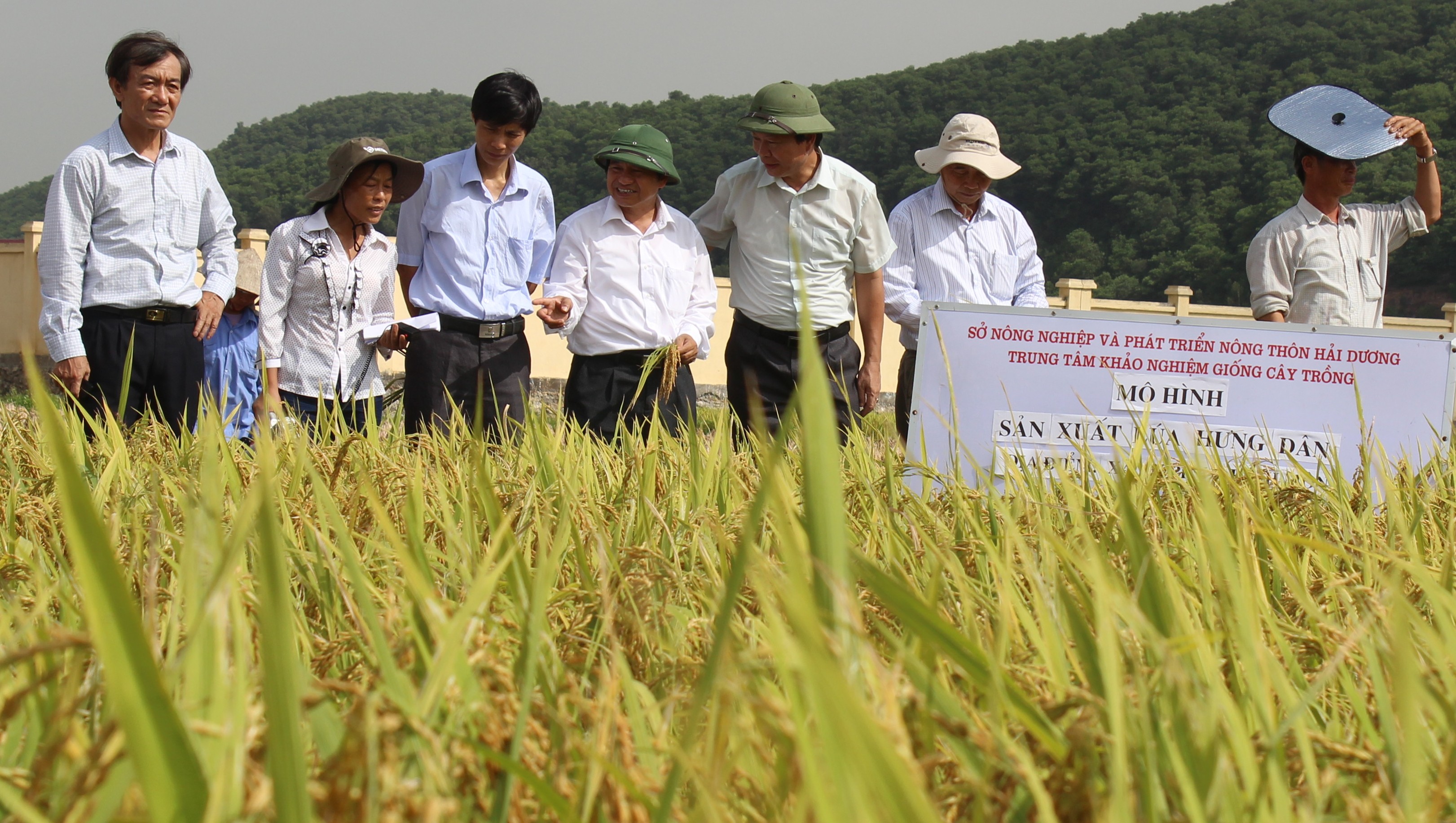 Hoàn thiện quy trình sản xuất  giống lúa Hưng dân tại Hải Dương