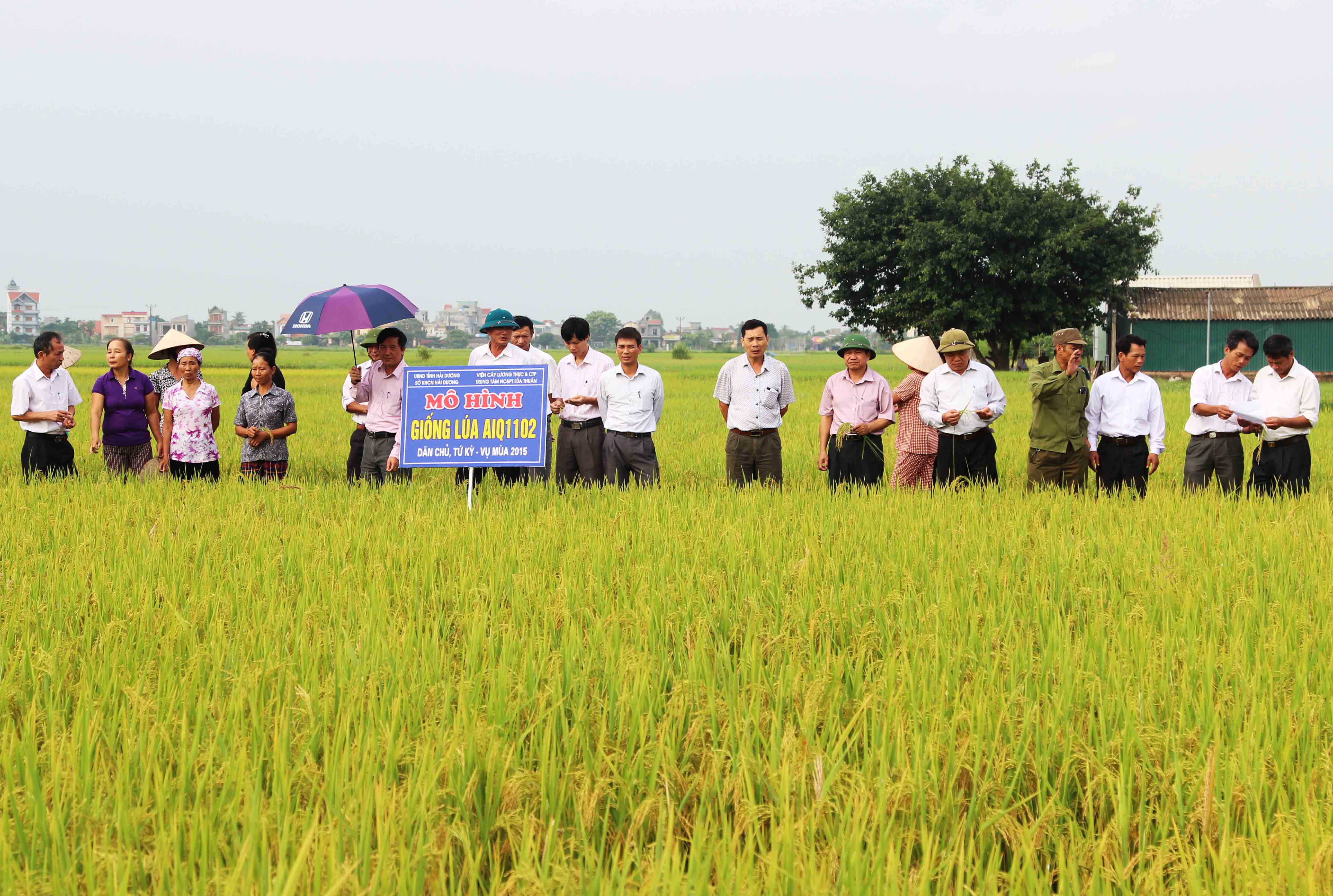 Xây dựng mô hình sản xuất giống lúa chất lượng Sơn Lâm 2 và AIQ 1102 tại Hải Dương