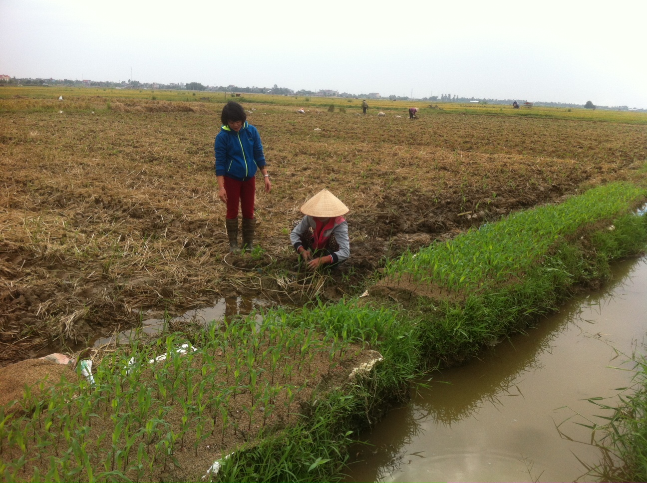 Vụ đông năm 2015: Hỗ trợ gieo trồng 40 ha giống ngô HN88