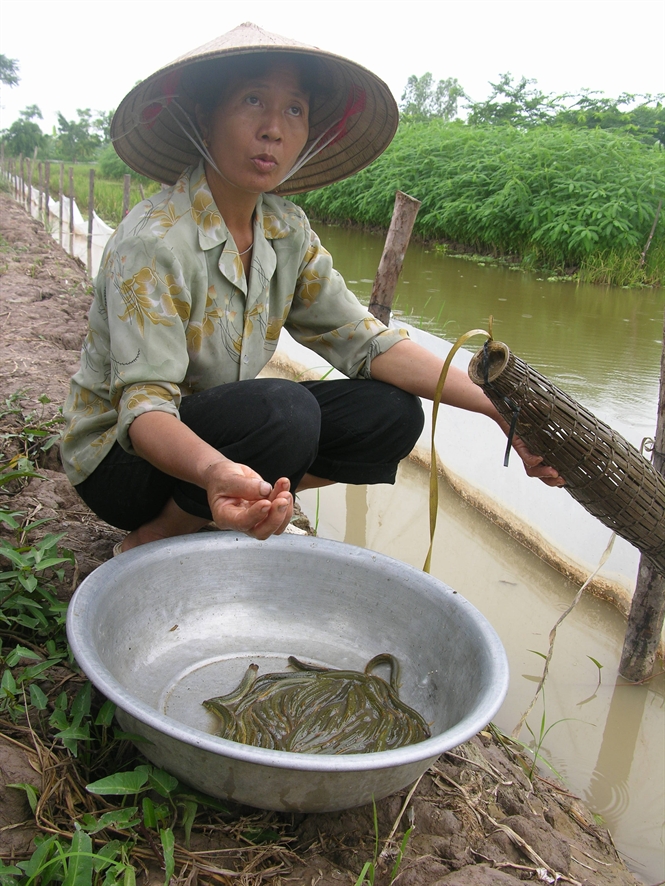 Kỹ thuật nuôi chạch đồng