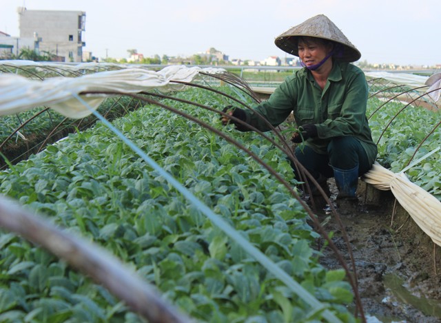 Làm giàu từ sản xuất rau giống