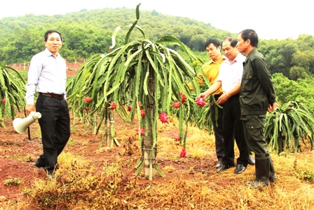 Hiệu quả kinh tế cây thanh long ruột đỏ tại thị xã Chí Linh