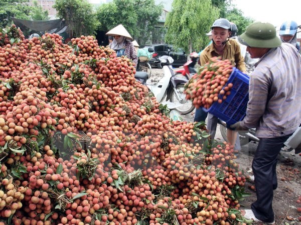 Bộ Công thương đưa nhiều giải pháp để vải thiều 