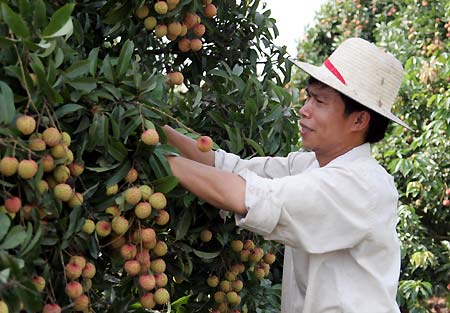 GS.TS Võ Tòng Xuân: Hải Dương có chất gì đó trong đất mà vải ngon nhất