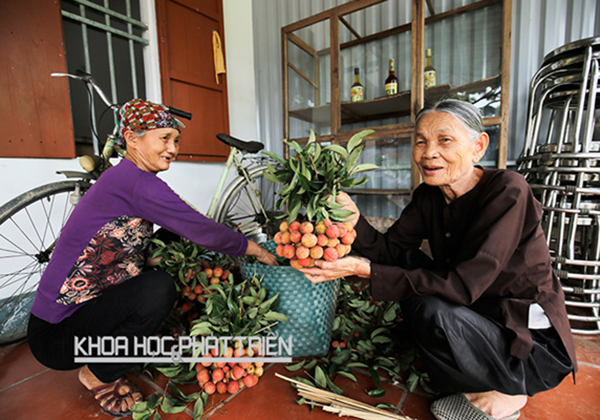 Quà quê đủ tiêu chuẩn đi Tây nhờ ứng dụng khoa học