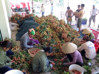 Kéo dài thời gian thông quan vải thiều