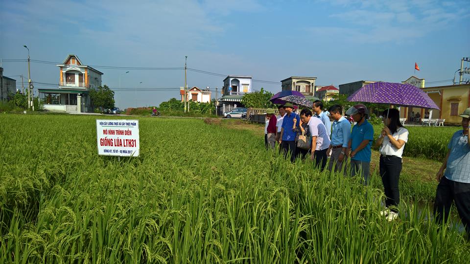 Hội thảo đầu bờ đánh giá mô hình sản xuất lúa LTH31 và Gia Lộc 102