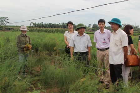 Hiệu quả bước đầu trồng cây măng tây xanh trên địa bàn tỉnh