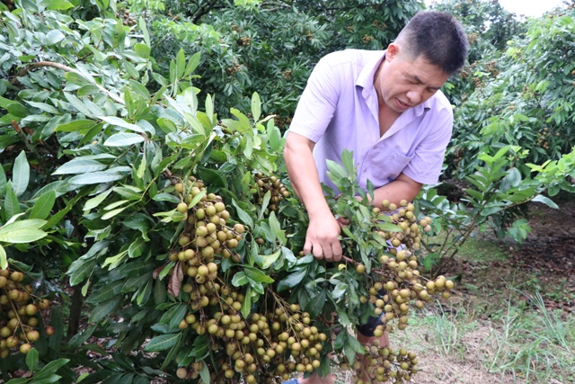 Hiệu quả một số giống nhãn mới tại huyện Thanh Hà