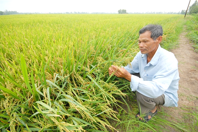 Hiệu quả mô hình sản xuất lúa hữu cơ