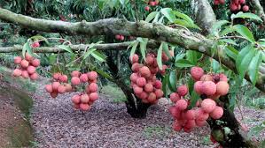 Kỹ thuật xử lý và chăm sóc vải thiều ra quả trên thân cây