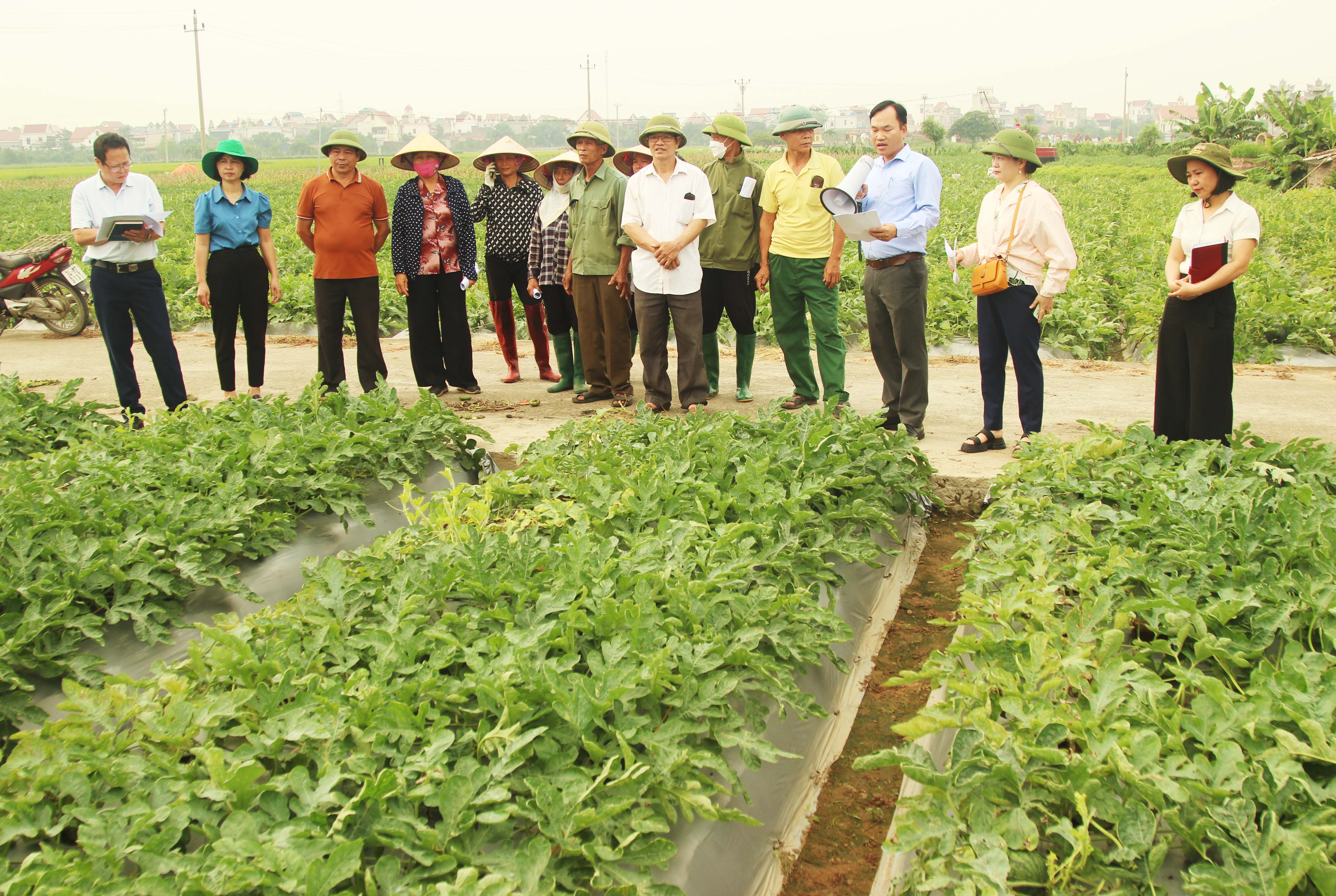 Mô hình sản xuất dưa hấu AD 070 cho thu nhập từ 195-271 triệu đồng/ha