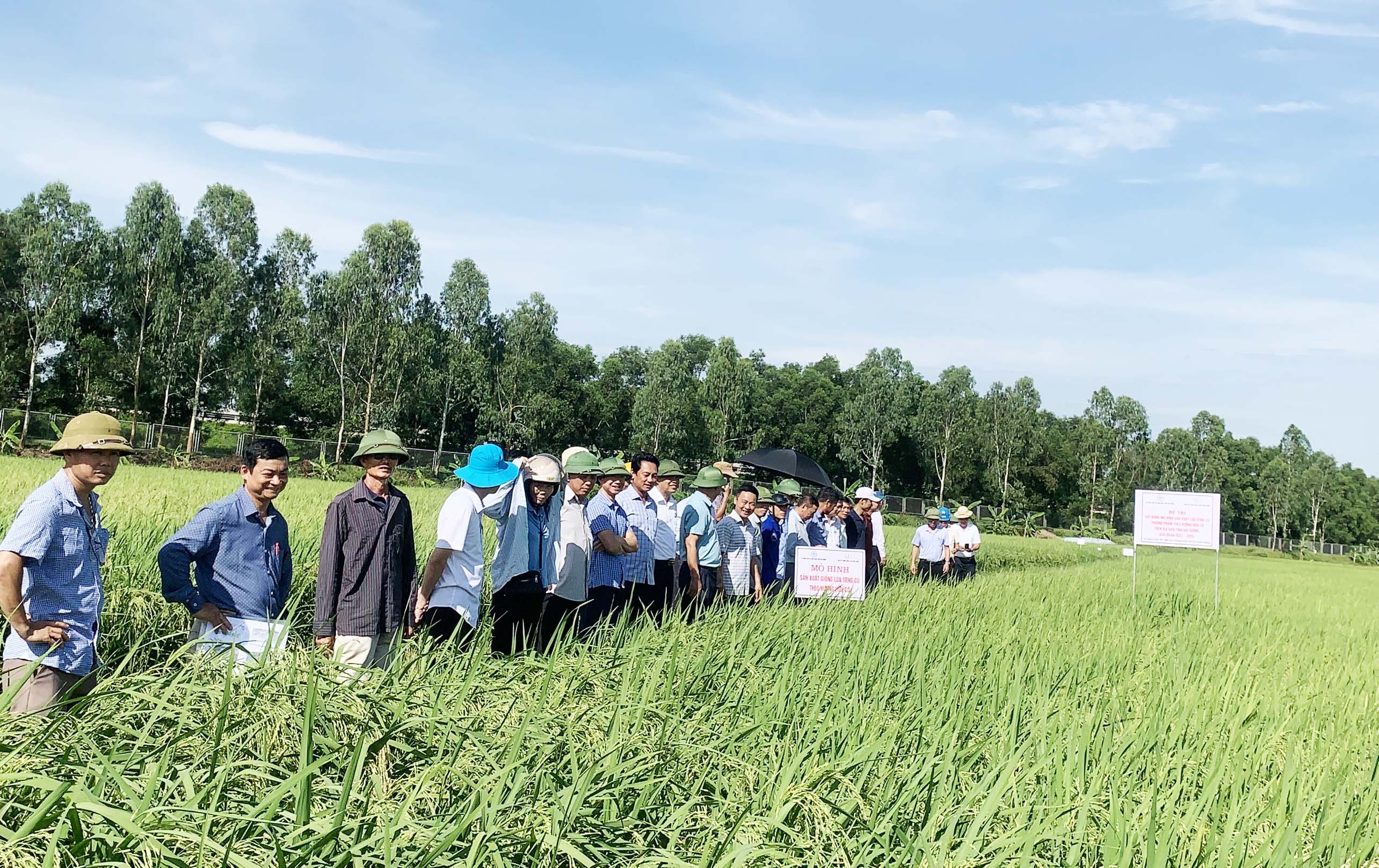 Mô hình sản xuất lúa Séng cù thương phẩm theo hướng hữu cơ