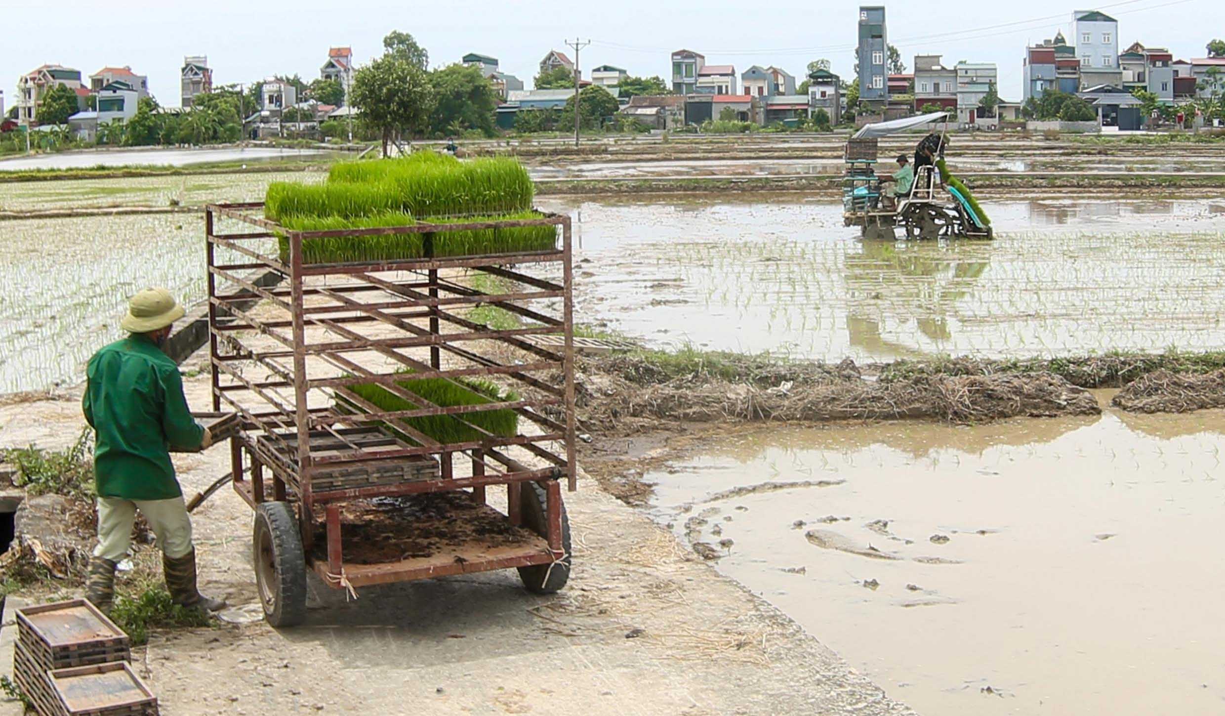 Hải Dương: Đẩy mạnh ứng dụng máy cấy lúa trong sản xuất nông nghiệp