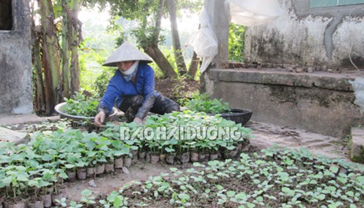 Lưu ý khi thâm canh cây vụ đông sớm