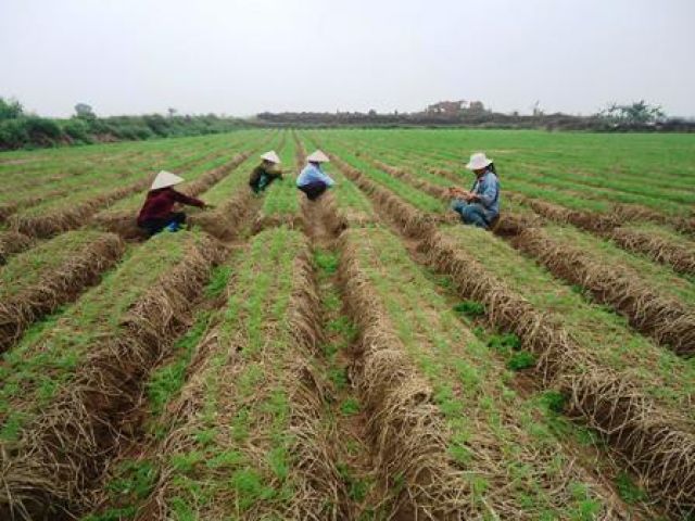 Nông dân thuê đất làm giàu tại xã Lạc Long, huyện Kinh Môn