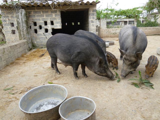 Làm giàu từ nuôi lợn rừng