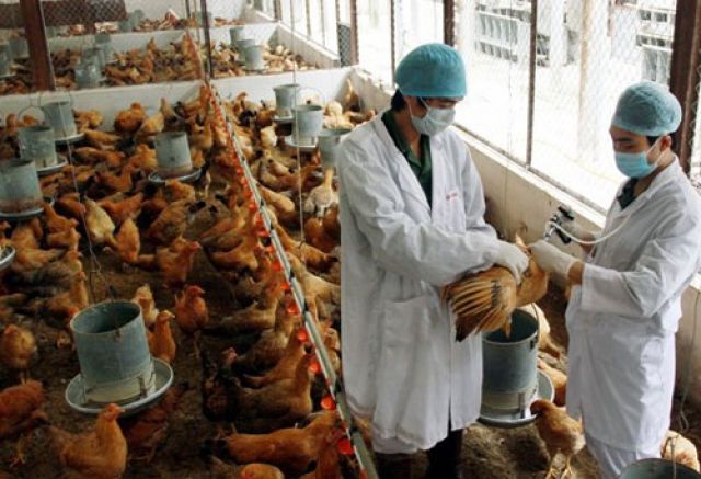 Tích cực ngăn chặn dịch cúm gia cầm lây lan ra diện rộng