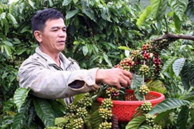 Dùng phân NPK nhả chậm và giữ ẩm cho cây trồng