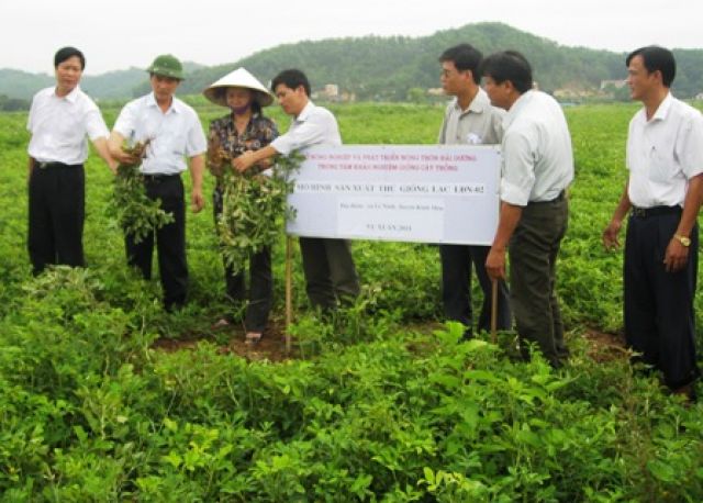 Hải Dương: sản xuất thử giống lạc LĐN – 02.