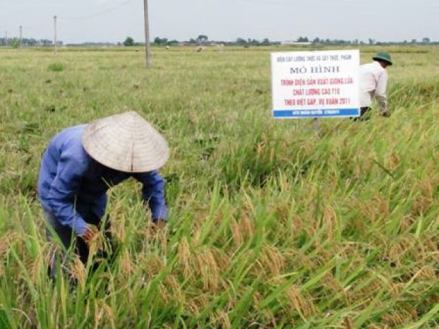 Hải Dương: Xây dựng mô hình trình diễn giống lúa chất lượng cao T10 theo VIETGAP.