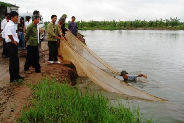 Mô hinh nuôi thương phẩm cá rô phi đơn tính được tạo ra bằng công nghệ lai xa quy mô nông hộ.