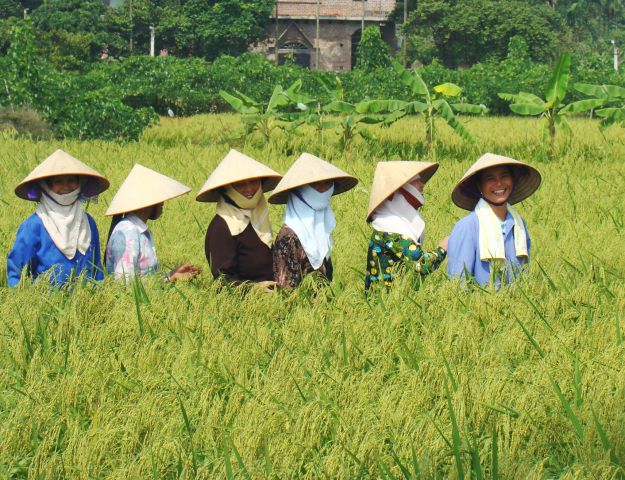 Phân bón vi sinh Azotobacterin cho lúa Nếp cái hoa vàng năng suất cao