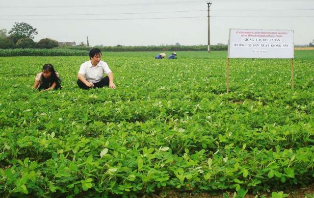 Hải Dương phục tráng và phát triển lạc đỏ 3 nhân