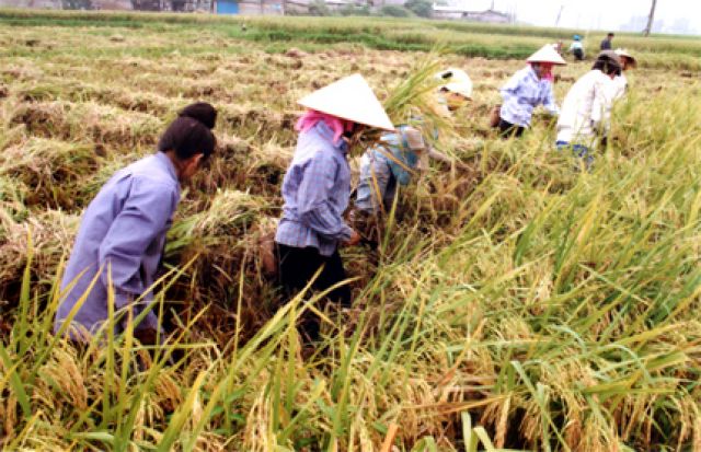 Một số yếu tố chủ yếu ảnh hưởng đến chuyển dịch cơ cấu kinh tế nông thôn tỉnh Hải Dương.