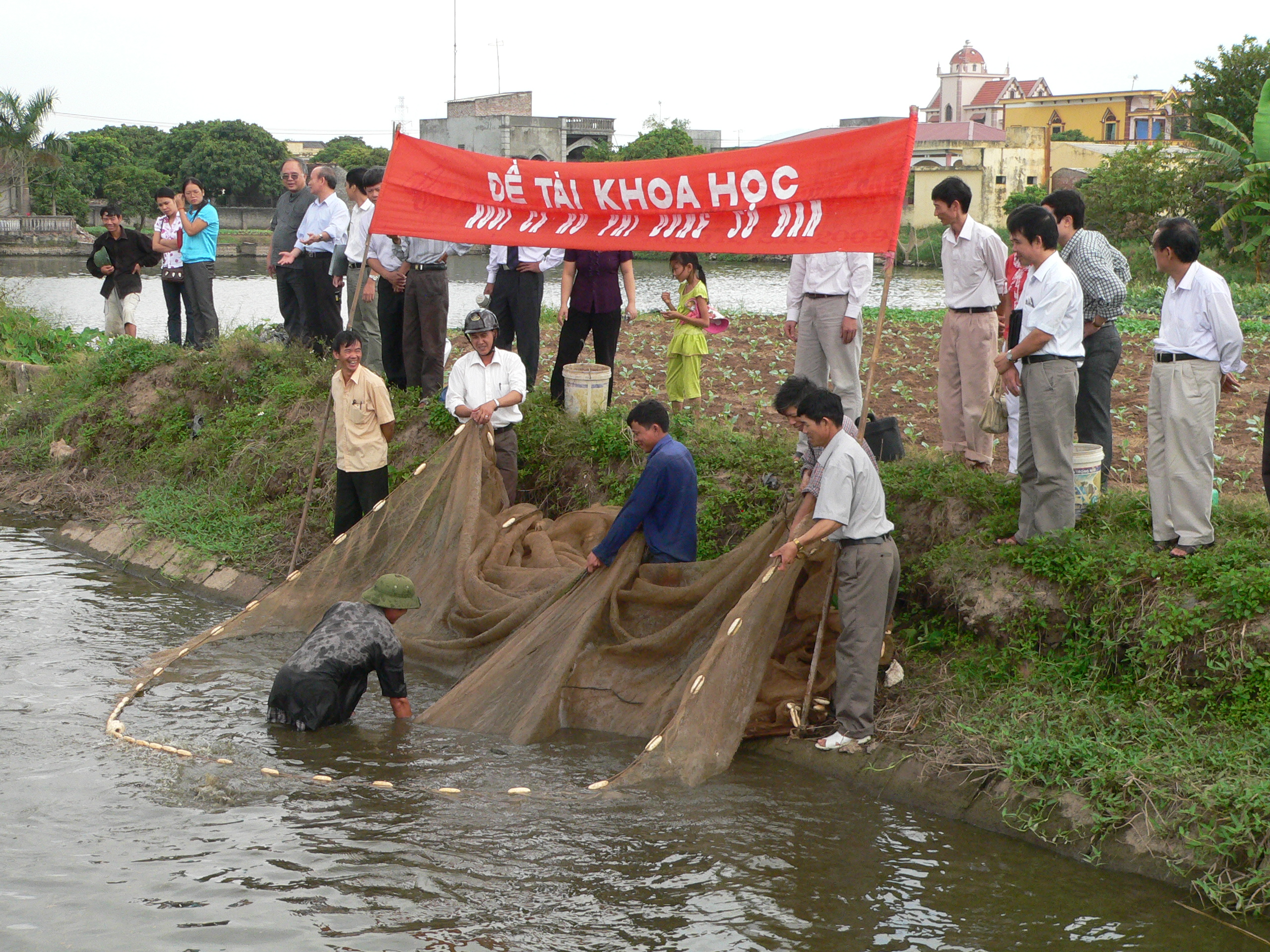 Hải Dương: Nuôi thành công cá rô phi dòng Sô Đan thương phẩm