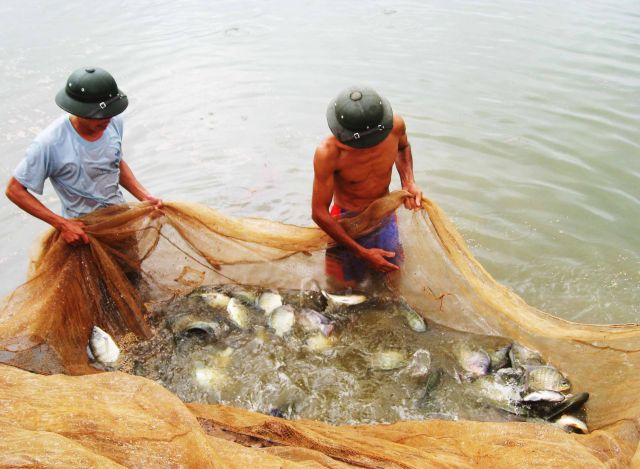 Nuôi cá rô phi đơn tính đực cho hiệu quả kinh tế cao.