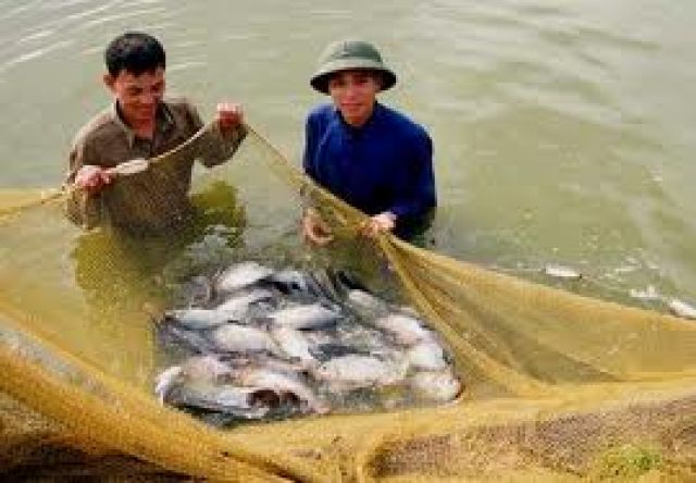 Phòng chống dịch bệnh cho đàn đàn cá rô phi nuôi thương phẩm