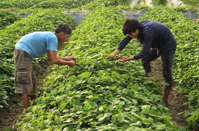 Mô hình thâm canh cây củ đậu theo VietGAP ở huyện Kim Thành