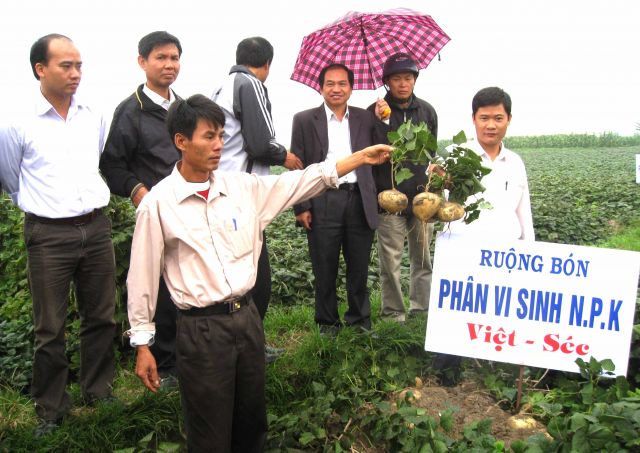 Trồng củ đậu theo VIETGAP