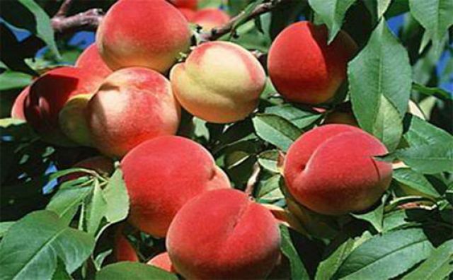 Hồi sinh giống đào quý Mẫu Sơn