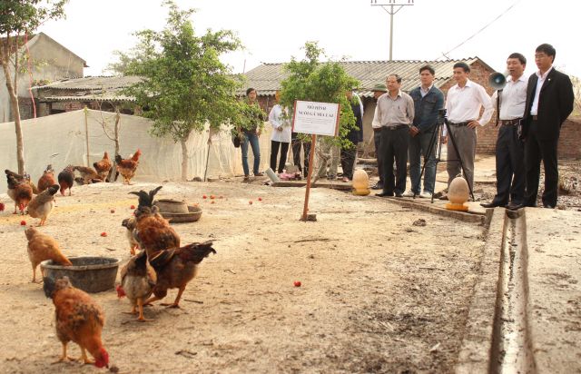 Mô hình nuôi gà Mía lai cho hiệu quả kinh tế cao