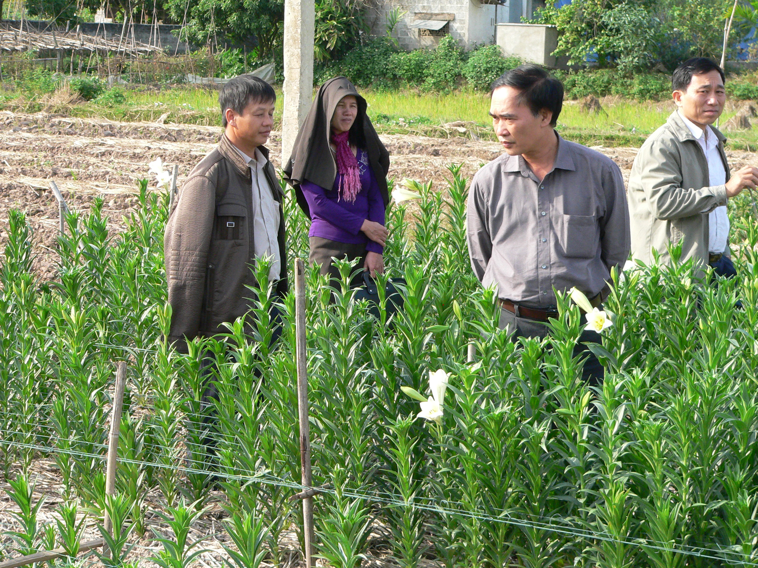 Hải Dương: thử nghiệm thành công cây hoa loa kèn chịu nhiệt