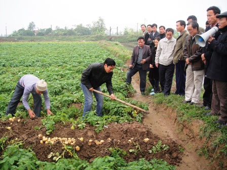 Hải Dương: Mô hình nhân giống và sản xuất khoai tây Sinora và Marabel hàng hóa sạch bệnh