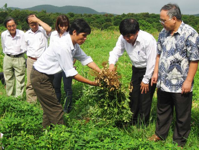 Hải Dương: sản xuất lạc đạt năng suất cao.