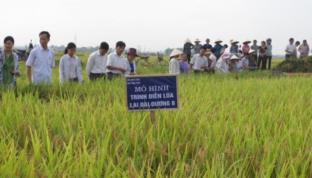 Mô hình sản xuất giống lúa lai 3 dòng Đại Dương 8 ở huyện Gia Lộc