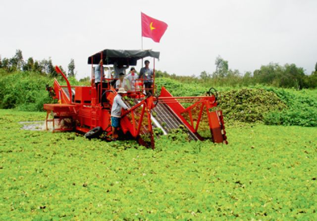 “Trị” lục bình bằng máy cắt tự động