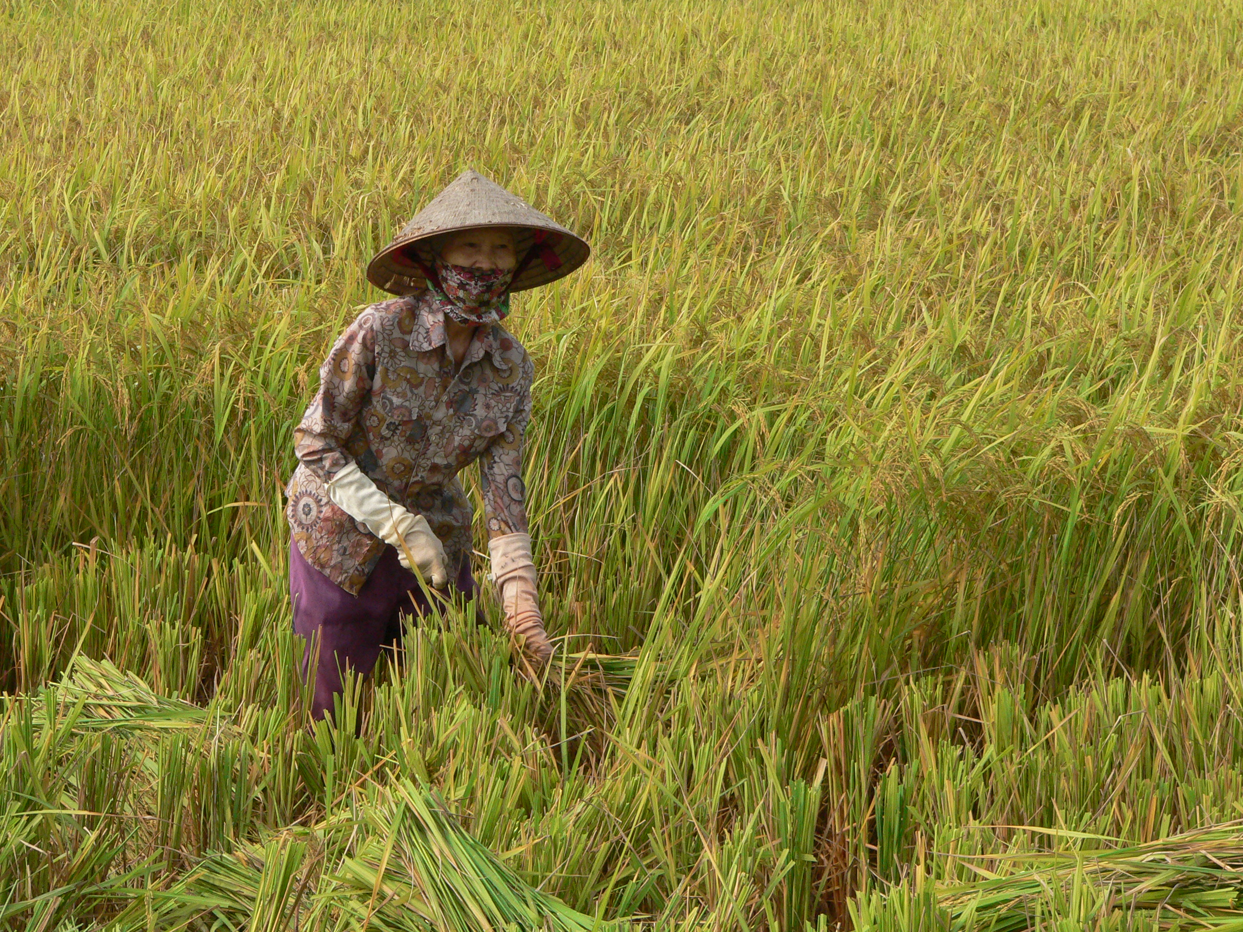 Sở khoa học và Công nghệ nghiệm đưa một số đề tài khoa học công nghệ vào thực tiễn