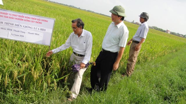 Hải Dương: đưa giống lúa mới HD1 vào sản xuất.